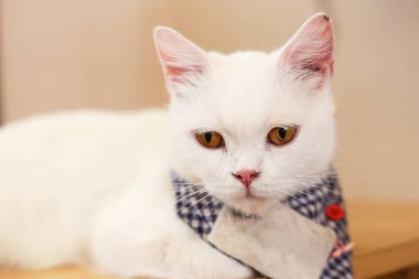 İngiliz kedisi, İskoç sürüsü, yerde yatan İran kedisi. Kısa saç kedisi, ünlü hayvan. Odada rahatla.