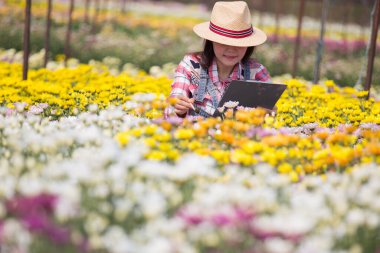 Sarı çiçekli kasımpatı tarlasında çalışan Asyalı, Taylandlı kadın çiftçi. Kadın tarım işçisi Çiçek çiftliği