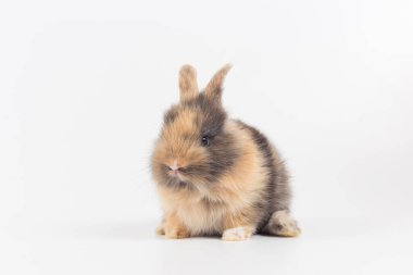 Beyaz arka planda 1 aylık yavru tavşan