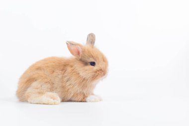Beyaz arka planda 1 aylık yavru tavşan