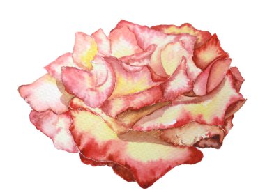 Kırmızı çiçekli gül, suluboya elle yapılan güzel çiçek. Beyaz kağıt üzerinde kırmızı çiçekli botanik tasviri, izole