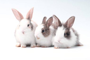 Genç sevimli tavşanlar beyaz arka planda duruyor. Paskalya için sevimli yavru tavşanlar ve yeni doğan kutlaması. 1 aylık hayvanlar