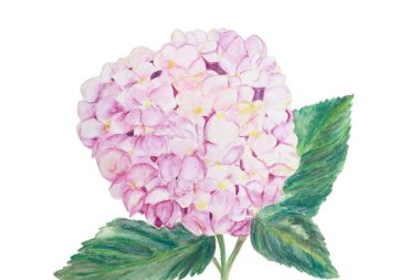 Renkli el çizilmiş ortanca çiçekleri beyaza izole edilmiş. 