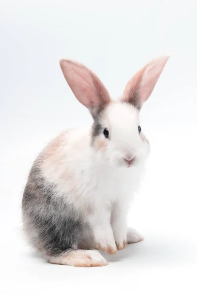 年轻可爱的兔子站在白色的背景上 可爱的兔子宝宝为复活节和新生儿庆祝 1个月宠物 — 图库照片