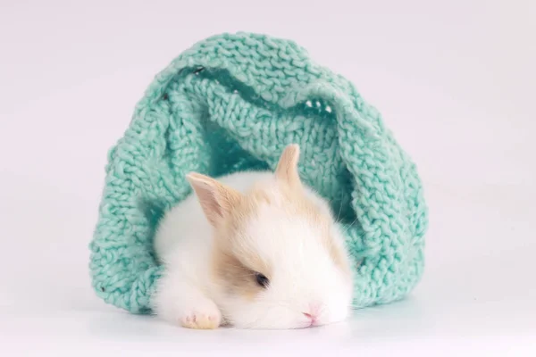 Petit Lapin Mignon Avec Petites Oreilles Brunes Fil Vert Tricot — Photo