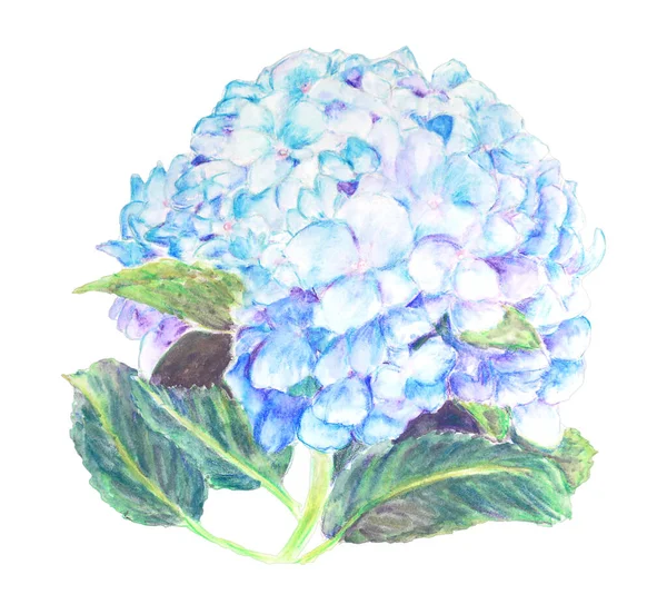 Kolorowe Ręcznie Rysowane Kwiaty Hortensji Izolowane Białym — Zdjęcie stockowe