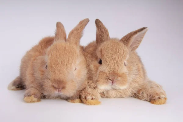 Bebé Conejos Adorables Sobre Fondo Blanco Joven Lindo Conejitos Muchos — Foto de Stock