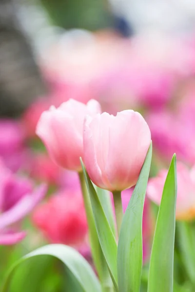 Цветные Тюльпаны Поле Летние Цветы Зелеными Листьями Размытым Цветом Качестве — стоковое фото