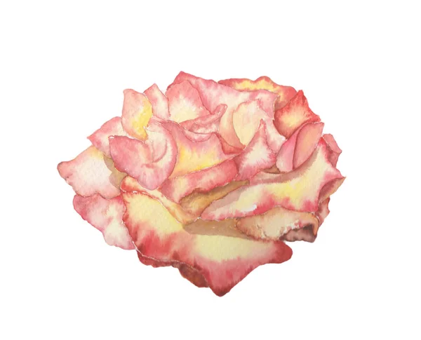 Vieille Rose Rose Fleur Jaunâtre Par Aquarelle Peinture Main Illustration — Photo