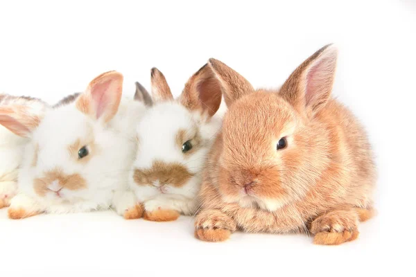토끼의 종류는 다양하다 토끼들은 행동과 색상을 가지고 있습니다 곱슬곱슬 아름다운 — 스톡 사진