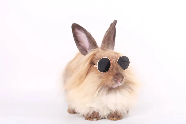 Pequeño Conejo Marrón Adorable Conejito Joven Sobre Fondo Blanco — Foto de Stock