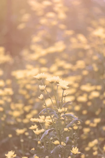 菊花绽放 阳光下闪烁着灿烂的光芒 温暖而柔和 — 图库照片