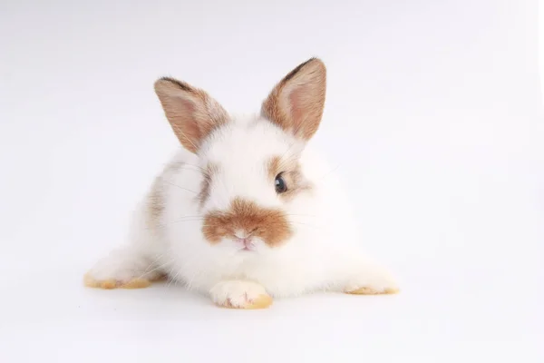 Baby Adorable Rabbit White Background Young Cute Bunny Many Action — Stock Photo, Image