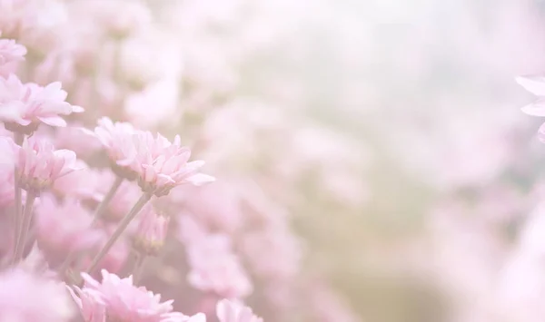 Muitas Belas Cores Doces Flores Crisântemo Campo — Fotografia de Stock