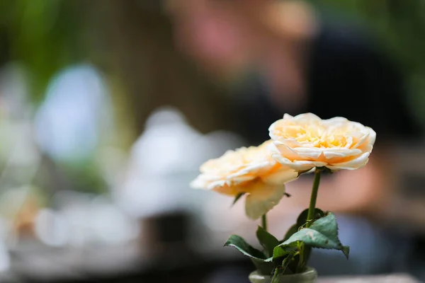 Две Оранжевые Розы Вазе Размытым Боке — стоковое фото