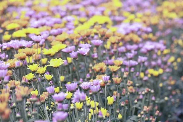 Många Vackra Söt Färg Krysantemum Blommor Fält — Stockfoto
