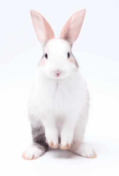 Joven Conejito Adorable Pie Sobre Fondo Blanco Lindo Conejo Bebé — Foto de Stock