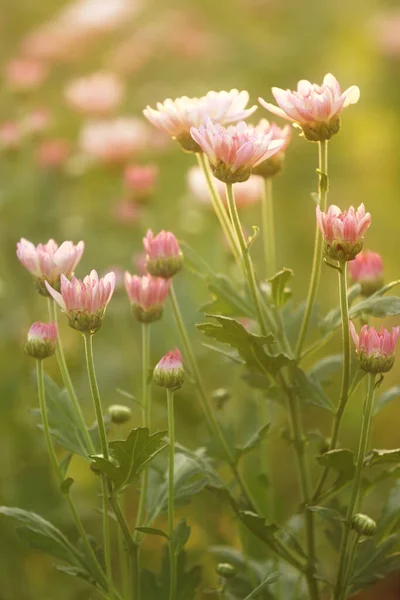 Krysantemum Blommor Med Fackla Från Solsken Och Söt Varm Bokeh — Stockfoto