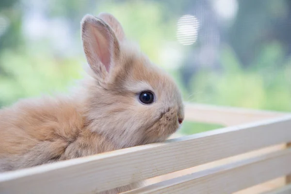 Hnědý Malý Králík Dřevěném Stole Roztomilý Mladý Králík Půvabné Akci — Stock fotografie