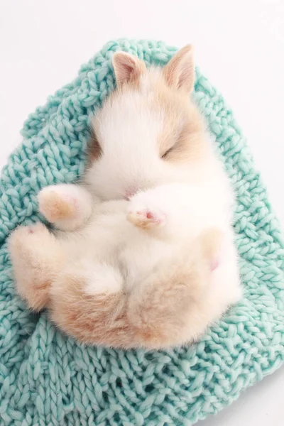 Kleine Niedliche Baby Kaninchen Mit Kleinen Braunen Ohren Grünem Garnstrickstoff — Stockfoto
