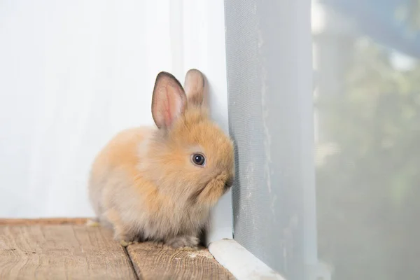 Brown Cute Baby Rabbit Wood Table Adorable Young Bunny Lovely — Stock Photo, Image