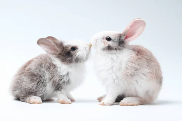 배경에는 귀여운 토끼가서 부활절을 귀여운 토끼와 태어난 양소입니다 입맞춤 — 스톡 사진