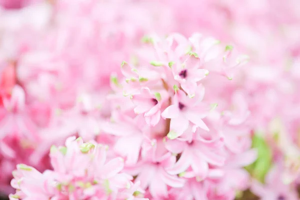 Hiacynty Ogrodzie Różowy Biały Fioletowy Cud Pachniał Kwiatem Posadzonym Małym — Zdjęcie stockowe