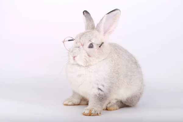 Lapin Gris Avec Des Lunettes Claires Lapin Gris Bébé Sur — Photo