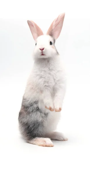 Jonge Schattige Konijntje Staan Witte Achtergrond Schattig Baby Konijn Voor — Stockfoto