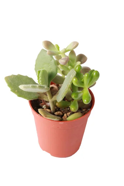 Succulent Cactus Cactus Pot Qui Est Plante Maison Dans Petit — Photo