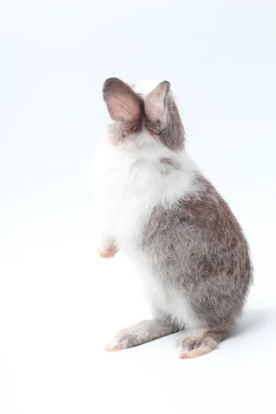 Jeune Lapin Adorable Debout Sur Fond Blanc Bébé Lapin Mignon — Photo