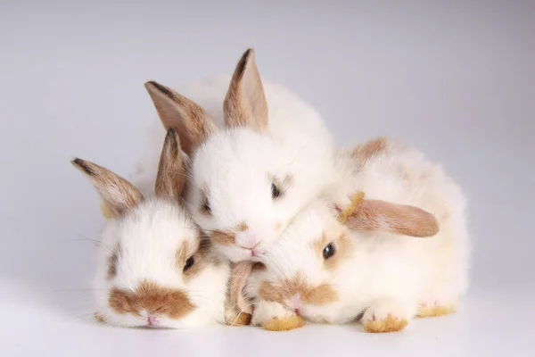 Bebê Adorável Coelhos Fundo Branco Jovens Coelhinhos Bonitos Muitas Ações — Fotografia de Stock