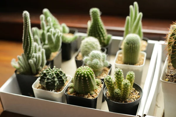 Birçok küçük saksı kaktüsü kutuların içinde, pencerenin yakınına yerleştirilmiş..