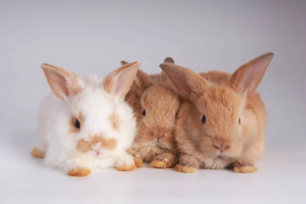 Many Variety Baby Adorable Rabbits Young Cute Bunnies Many Action — Stock Photo, Image