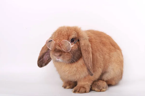 Bruin Konijntje Schattig Jong Konijntje Witte Achtergrond — Stockfoto