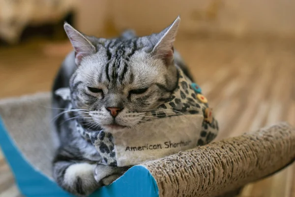 Britse Kat Schotse Vouw Perzische Kat Liggend Vloer Korte Haar — Stockfoto