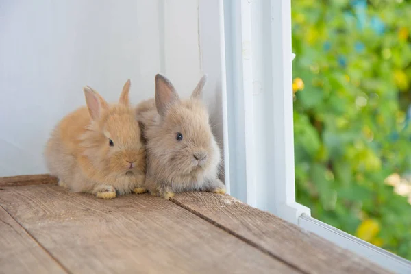 Conejo Bebé Lindo Marrón Mesa Madera Adorable Conejito Joven Acción — Foto de Stock