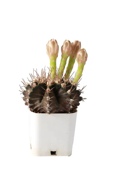 Succulent Cactus Potted Cactus Which House Plant Small Plastic Pot — Stock Photo, Image