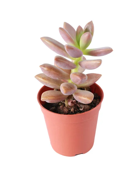 Succulent Cactus Potted Cactus Which House Plant Small Plastic Pot — Stock Photo, Image
