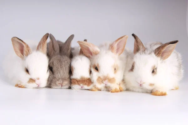 白色背景的可爱的兔子宝宝 年轻可爱的兔子在许多动作和颜色 可爱的宠物 毛绒绒的 — 图库照片
