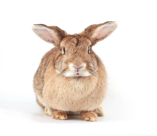 Коричневый Кролик Очаровательный Молодой Кролик Белом Фоне — стоковое фото