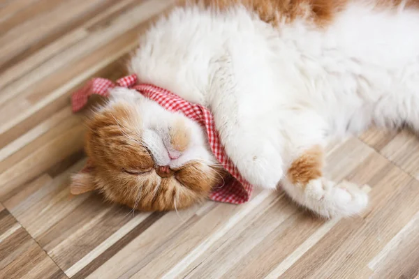 Британська Кішка Шотландська Гвоздика Лежить Підлозі Короткий Котячий Кіт Відомий — стокове фото