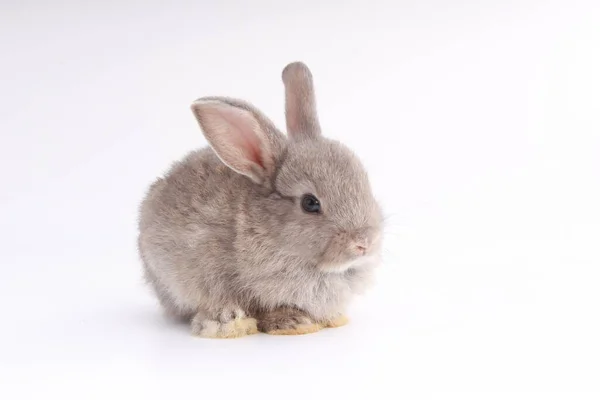 Baby Schattig Konijn Witte Achtergrond Jong Schattig Konijntje Veel Actie — Stockfoto