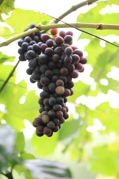 Roślina Winogronowa Zielonymi Liśćmi Czerwonym Korzeniem Świeżymi Zielonymi Czerwonymi Winogronami — Zdjęcie stockowe