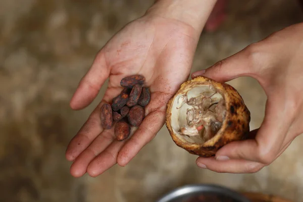 Cacao fruits and cacao seeds preparing to baking coco milk and coco chocolate bar