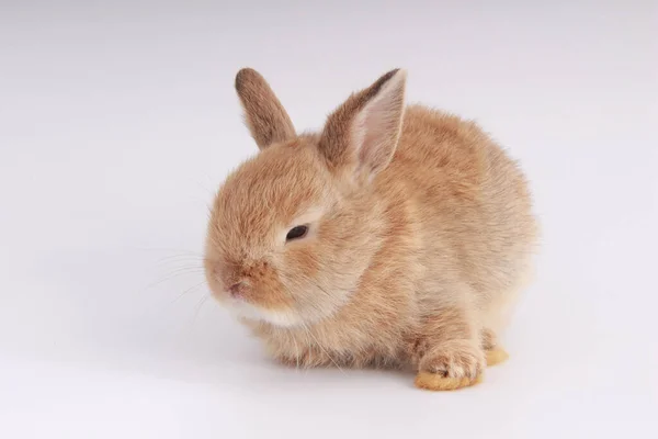 Lapin Adorable Bébé Sur Fond Blanc Jeune Lapin Mignon Dans — Photo