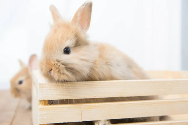 Brown cute baby rabbit on wood table. Adorable young bunny in lovely action. Famous small pet.