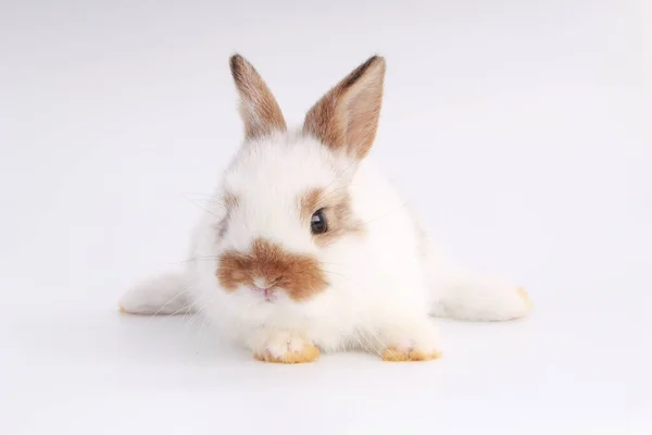 Bebé Conejo Adorable Sobre Fondo Blanco Joven Conejito Lindo Muchos — Foto de Stock