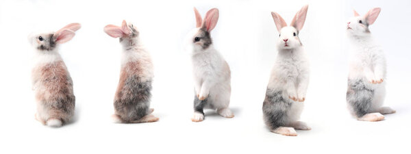 Closeup of cute baby rabbits isolated on white background