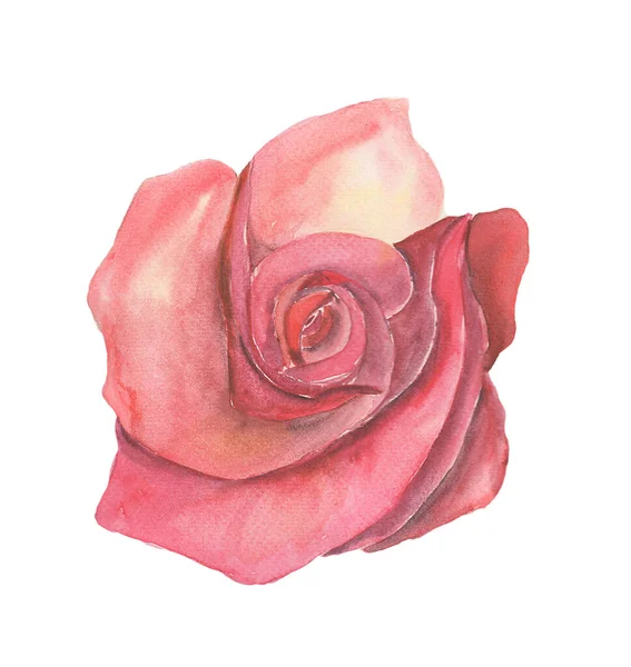 Czerwony Kwiat Róży Piękny Kwiat Przez Akwarelowe Malowanie Ręczne Ilustracja — Zdjęcie stockowe